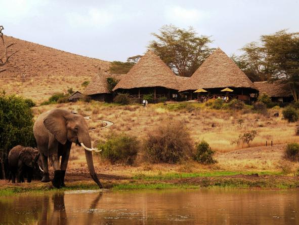 Tortilis Camp - camp exterior + elephants